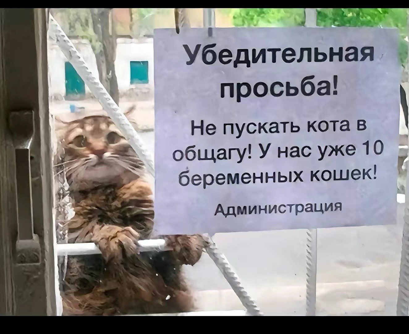 Не пускайте чужих в. Не пускайте кота в общагу. Не пускайте кота. Кота не впускать. Кота в общагу не пускать.