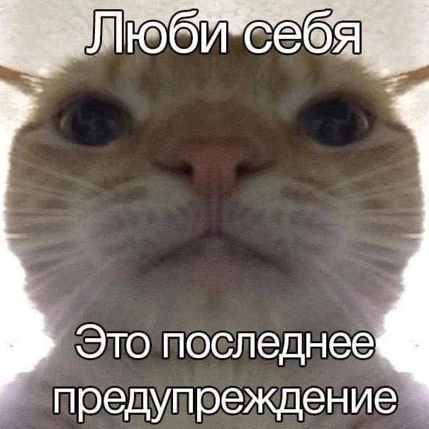 Скинь котиков скачать